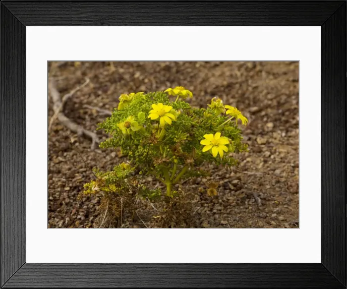 Framed Print : A yellow daisy bush (Lecocarpus pinnatifidus ), endemic and rare. Floreana, Galapagos Framed Print : A yellow daisy bush (Lecocarpus pinnatifidus ), endemic and rare. Floreana, Galapagos