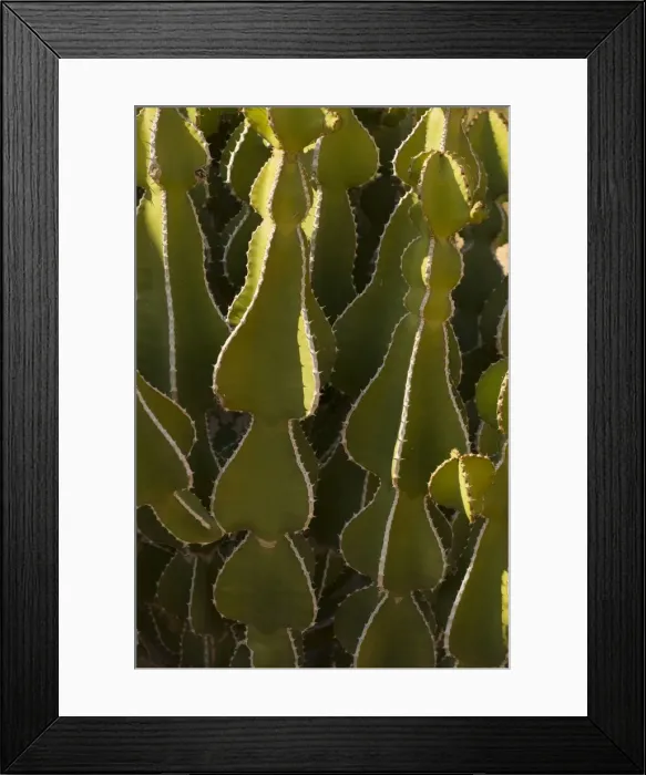 Framed Print : A desert spurge (Euphorbia virosa ), Namibia Framed Print : A desert spurge (Euphorbia virosa ), Namibia