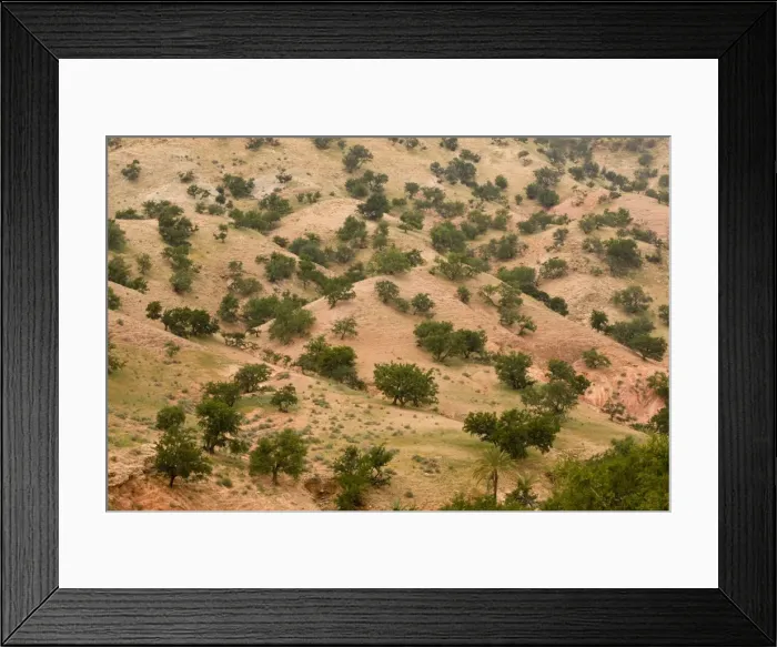 Framed Print : Open grazed degraded forest of the rare Argan tree, Argania spinosa = Argania sideroxylon. Rare endemic tree occurs in protected forest, Morocco Framed Print : Open grazed degraded forest of the rare Argan tree, Argania spinosa = Argania sideroxylon. Rare endemic tree occurs in protected forest, Morocco