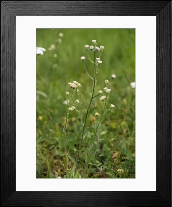 Framed Print : Blue fleabane (Erigeron acer). Limestone grassland Framed Print : Blue fleabane (Erigeron acer). Limestone grassland