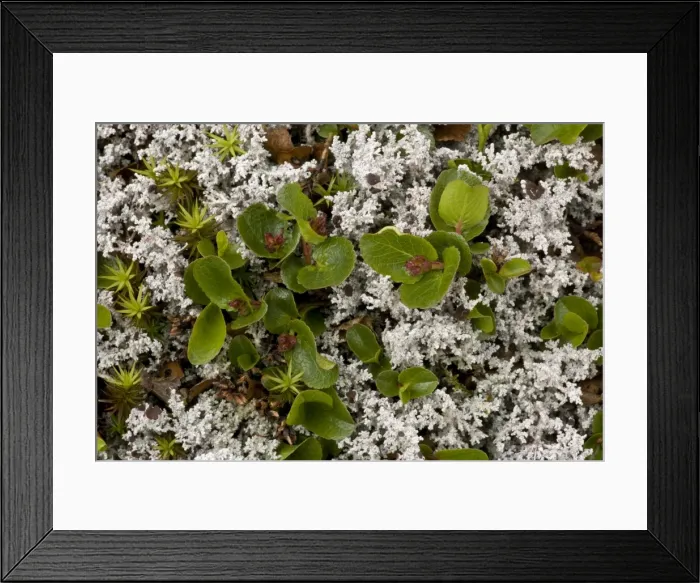 Framed Print : Dwarf willow (Salix herbacea) in arctic tundra, Norway Framed Print : Dwarf willow (Salix herbacea) in arctic tundra, Norway