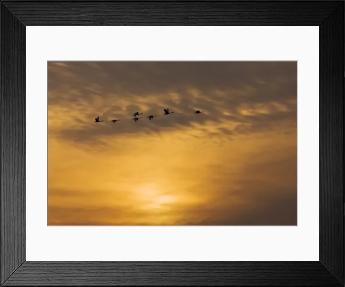 Framed Print : Tundra Swans - in flight - at wintering grounds in Central Valley - California Framed Print : Tundra Swans - in flight - at wintering grounds in Central Valley - California