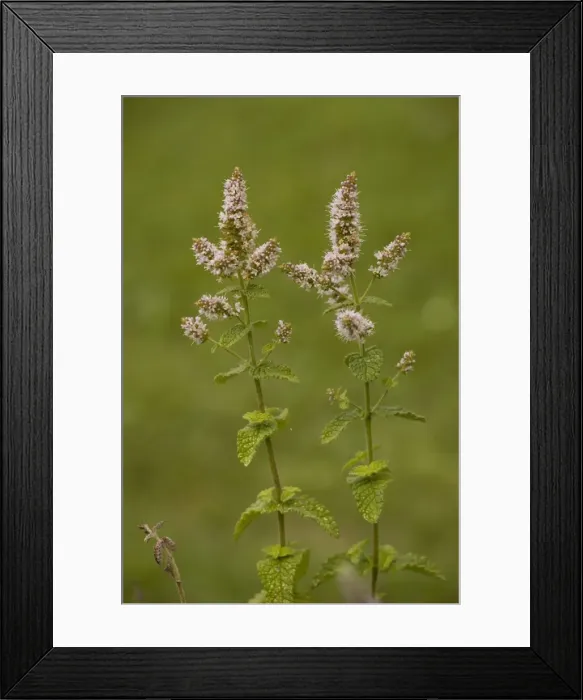 Framed Print : Apple mint (Mentha suaveolens). Garden Framed Print : Apple mint (Mentha suaveolens). Garden