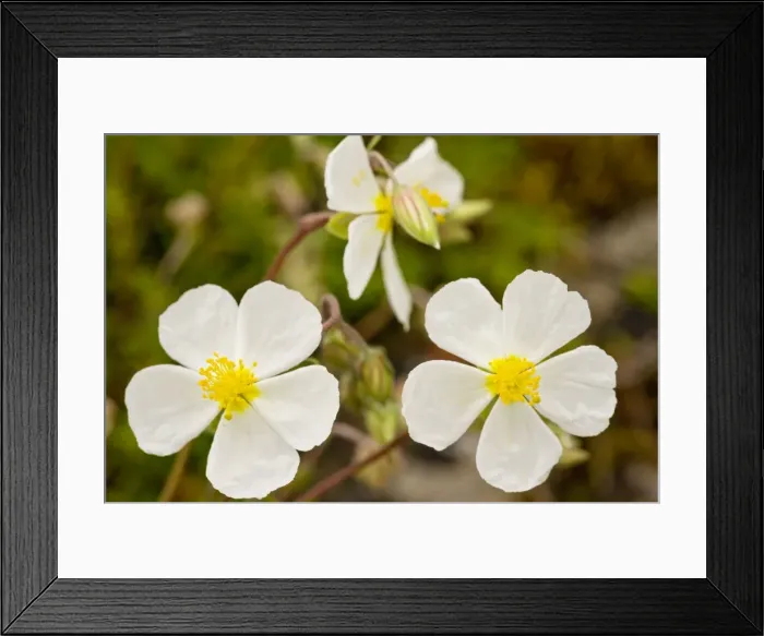 Framed Print : White Rock-rose (Helianthemum apenninum); very rare on limestone in UK Framed Print : White Rock-rose (Helianthemum apenninum); very rare on limestone in UK