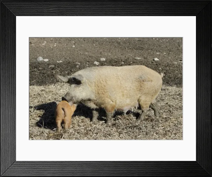Framed Print : Hungarian Wolly Domestic Pig - sow with piglet on farmland - Hessen - Germany Framed Print : Hungarian Wolly Domestic Pig - sow with piglet on farmland - Hessen - Germany