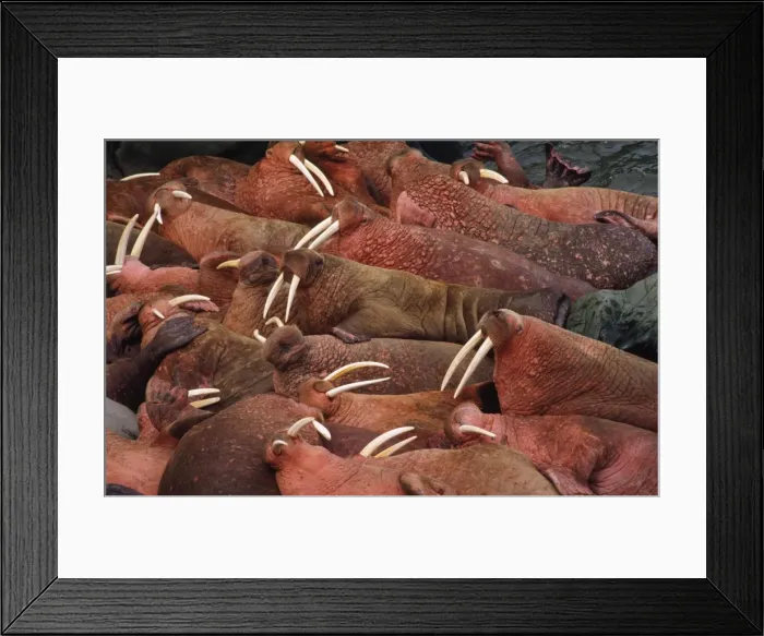 Framed Print : Walruses - colony Framed Print : Walruses - colony