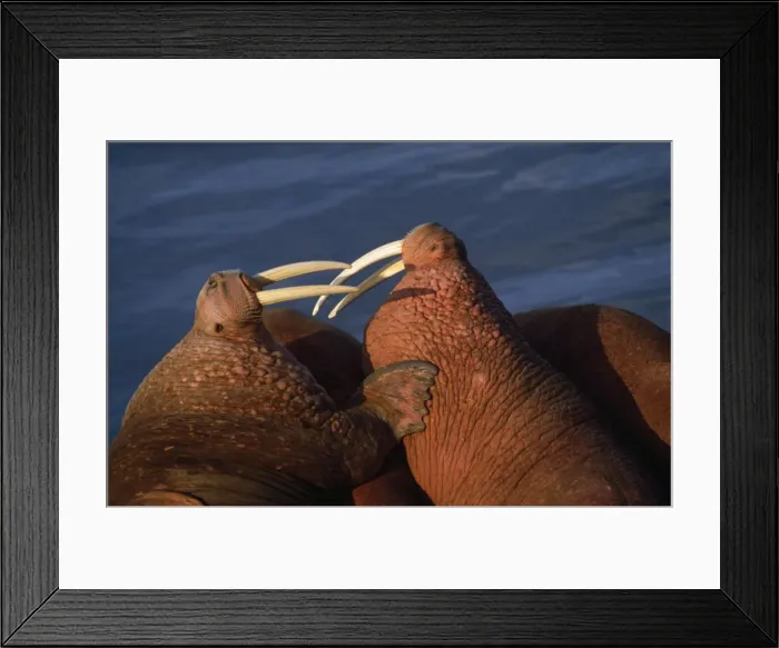 Framed Print : Walruses - close-up Framed Print : Walruses - close-up