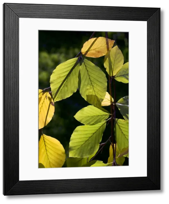 Framed Print : Common Beech - autumn leaves