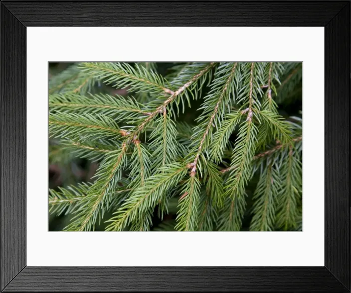 Framed Print : Spruce Tree - needles Framed Print : Spruce Tree - needles