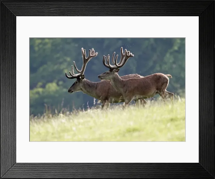 Framed Print : Red Deer - two stags with antlers in velvet - walking across meadow - Hessen - Germany Framed Print : Red Deer - two stags with antlers in velvet - walking across meadow - Hessen - Germany