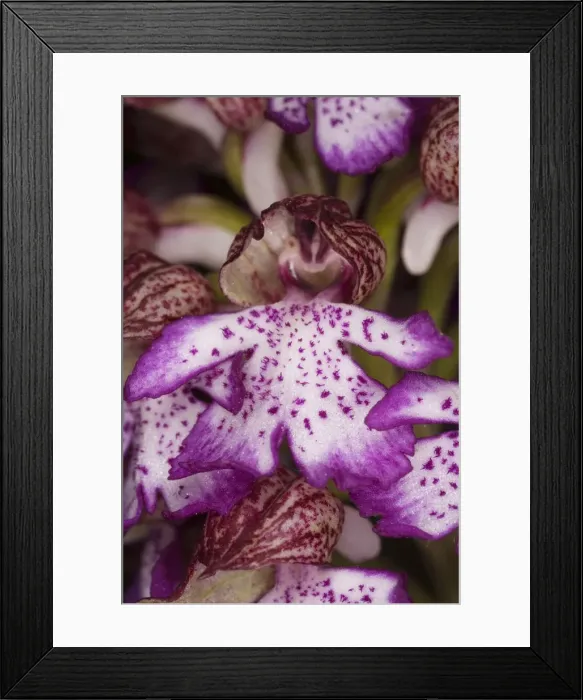 Framed Print : Lady orchid (Orchis purpurea) in flower. Very rare in UK Framed Print : Lady orchid (Orchis purpurea) in flower. Very rare in UK
