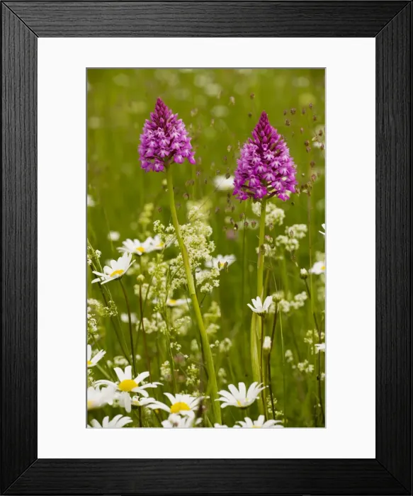 Framed Print : Pyramidal Orchid ( Anacamptis pyramidalis) in flowery meadow, Dordogne, France Framed Print : Pyramidal Orchid ( Anacamptis pyramidalis) in flowery meadow, Dordogne, France
