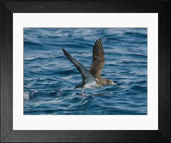 Framed Print : Cory's Shearwater - in flight - running on the sea for take off - Madeira - September Framed Print : Cory's Shearwater - in flight - running on the sea for take off - Madeira - September