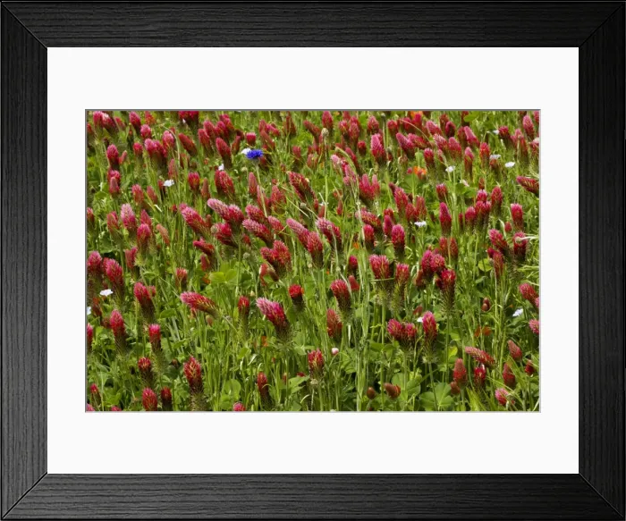 Framed Print : Crimson Clover (Trifolium incarnatum ssp incarnatum) planted as a fodder crop, France Framed Print : Crimson Clover (Trifolium incarnatum ssp incarnatum) planted as a fodder crop, France