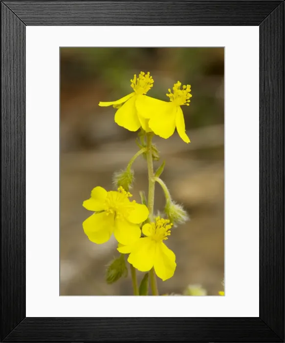 Framed Print : Hoary rock-rose (Helianthemum canum) in flower, on limestone bank. Very rare in UK Framed Print : Hoary rock-rose (Helianthemum canum) in flower, on limestone bank. Very rare in UK