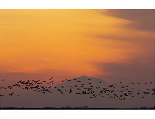 Lesser Sandhill Cranes - in flight - to roost at sunset - with Mount Diablo beyond. Central Valley, California