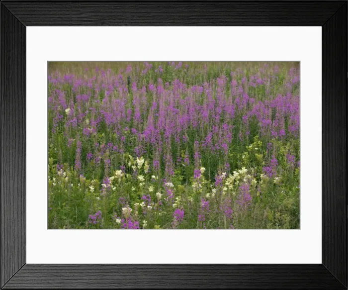 Framed Print : Mass of rose-bay willow-herb (Chamerion angustifolium (= Chamaenerion)) in flower, in old pasture. Also known as fireweed. Sweden Framed Print : Mass of rose-bay willow-herb (Chamerion angustifolium (= Chamaenerion)) in flower, in old pasture. Also known as fireweed. Sweden