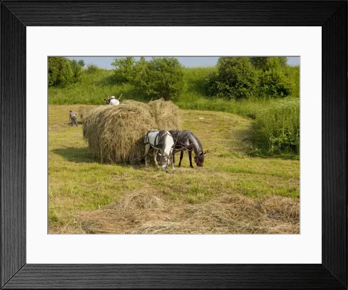 Framed Print : Hay harvest, using horses, near Miclosoara; hungarian part of Transylvania; Romania