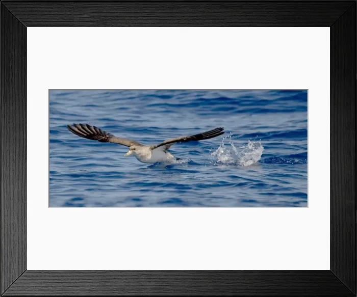 Framed Print : Cory's Shearwater - in flight - running on the sea for take off - Madeira - September