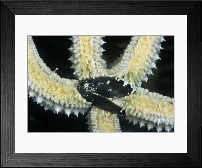 Framed Print : Starfish - with mussel as prey Framed Print : Starfish - with mussel as prey