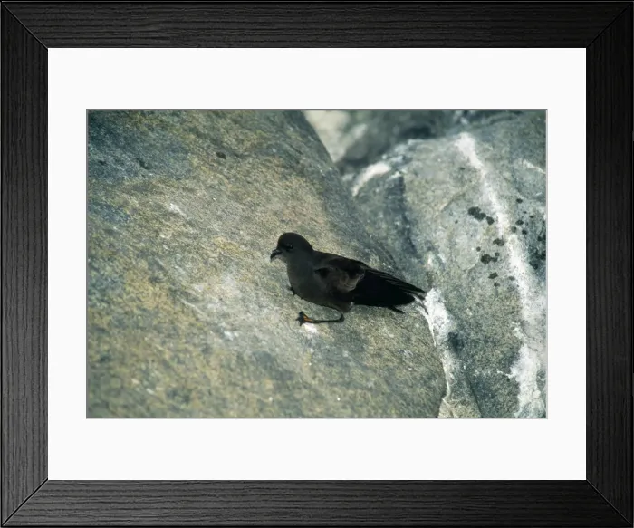 Framed Print : Wilson's Storm Petrol Framed Print : Wilson's Storm Petrol