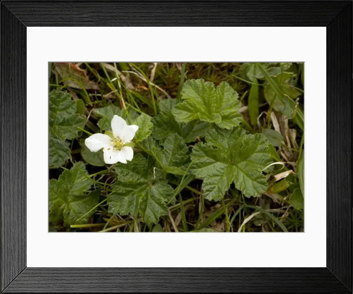 Framed Print : Cloudberry (Rubus chamaemorus) in flower. Has edible fruits later. Scotland Framed Print : Cloudberry (Rubus chamaemorus) in flower. Has edible fruits later. Scotland