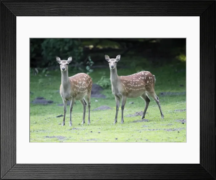 Framed Print : Sika Deer - two hinds alert on meadow - Lower Saxony - Germany Framed Print : Sika Deer - two hinds alert on meadow - Lower Saxony - Germany