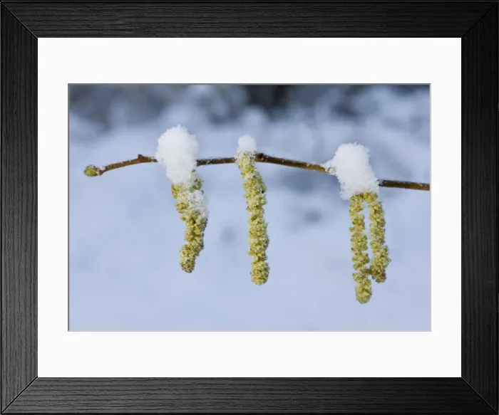 Framed Print : Hazel Catkins - In winter after snowfall, Dorset UK Framed Print : Hazel Catkins - In winter after snowfall, Dorset UK