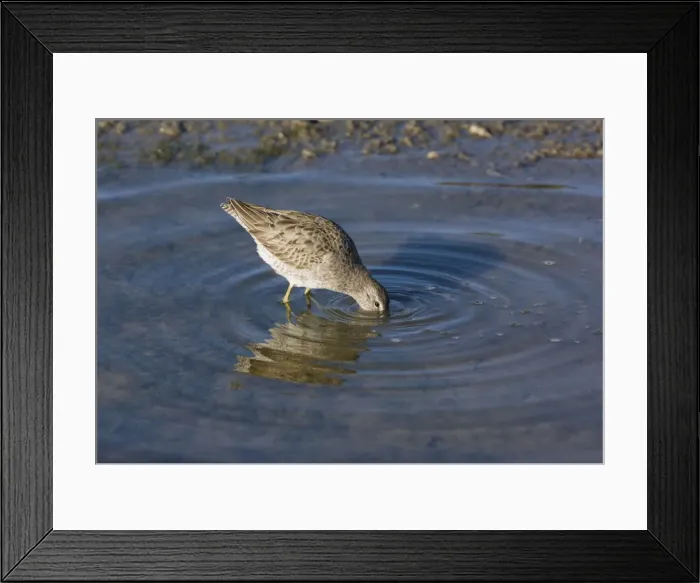 Framed Print : Short-billed Dowitcher - feeding in lagoon, winter, Elkhorn Slough, California Framed Print : Short-billed Dowitcher - feeding in lagoon, winter, Elkhorn Slough, California
