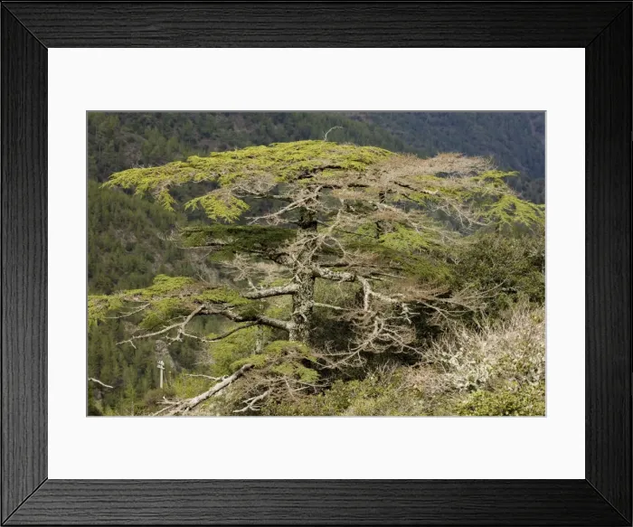 Framed Print : Cyprus Cedar Cedrus brevifolia (formerly Cedrus libani ssp. brevifolia) in the Troodos Mountains, Greek Cyprus (south) Framed Print : Cyprus Cedar Cedrus brevifolia (formerly Cedrus libani ssp. brevifolia) in the Troodos Mountains, Greek Cyprus (south)