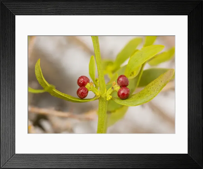 Framed Print : Red-berried Mistletoe - in hawthorn high in the Middle Atlas Mountains, Morocco Framed Print : Red-berried Mistletoe - in hawthorn high in the Middle Atlas Mountains, Morocco