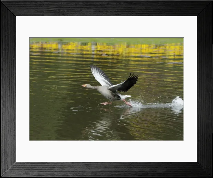 Framed Print : Greylag Goose - gander chasing off arrival - Hessen - Germany Framed Print : Greylag Goose - gander chasing off arrival - Hessen - Germany