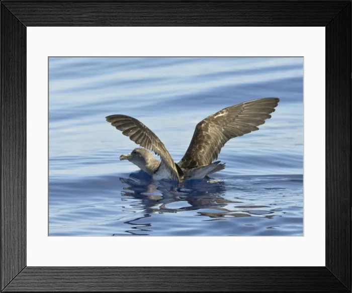 Framed Print : Cory's Shearwater - on the sea with wings raised - Madeira - September