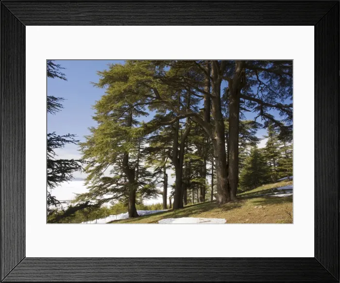 Framed Print : Atlas Cedar forest - in the Middle Atlas Mountains, Morocco Framed Print : Atlas Cedar forest - in the Middle Atlas Mountains, Morocco