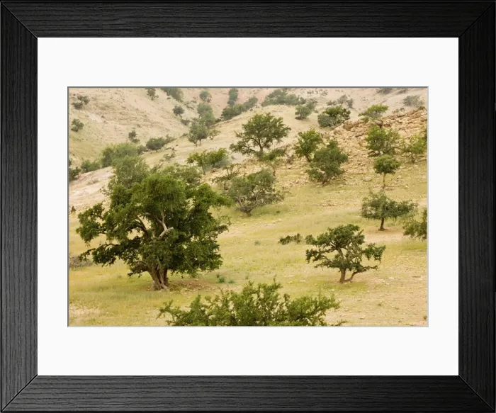 Framed Print : Open grazed degraded forest of the rare Argan tree, Argania spinosa = Argania sideroxylon. Rare endemic tree occurs in protected forest, Morocco Framed Print : Open grazed degraded forest of the rare Argan tree, Argania spinosa = Argania sideroxylon. Rare endemic tree occurs in protected forest, Morocco