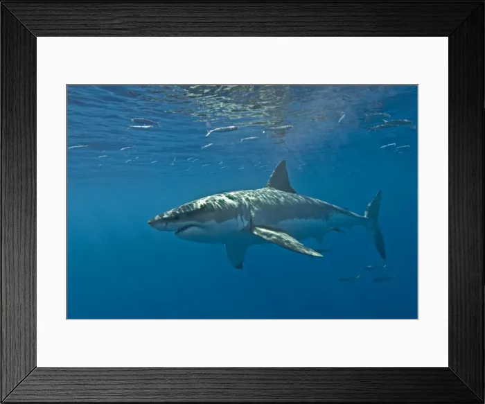 Framed Print : Great White Shark - Mexico Framed Print : Great White Shark - Mexico