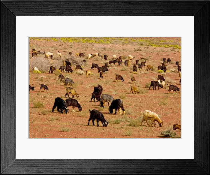 Framed Print : Flock of Goats - owned by Berbers, in the desert near Tazenakht, on the edge of the Sahara. Morocco Framed Print : Flock of Goats - owned by Berbers, in the desert near Tazenakht, on the edge of the Sahara. Morocco