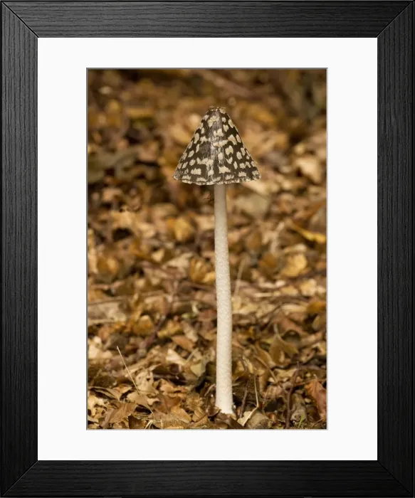Framed Print : The Magpie