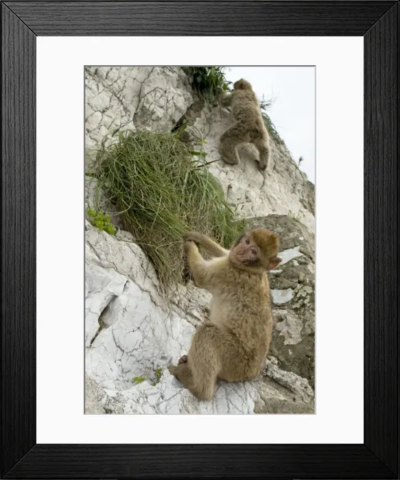Framed Print : Barbary Macaque / Ape - young in habitat - Gibraltar - Europe Framed Print : Barbary Macaque / Ape - young in habitat - Gibraltar - Europe