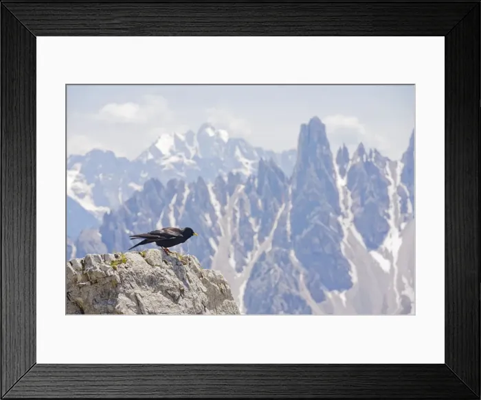 Framed Print : Alpine Chough - among high peaks in the Dolomites, Italy Framed Print : Alpine Chough - among high peaks in the Dolomites, Italy