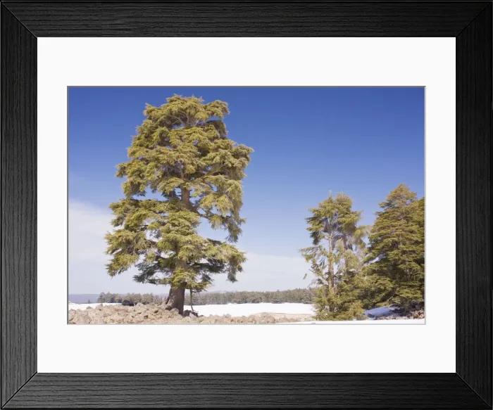 Framed Print : Atlas Cedar forest - in the Middle Atlas Mountains, Morocco Framed Print : Atlas Cedar forest - in the Middle Atlas Mountains, Morocco