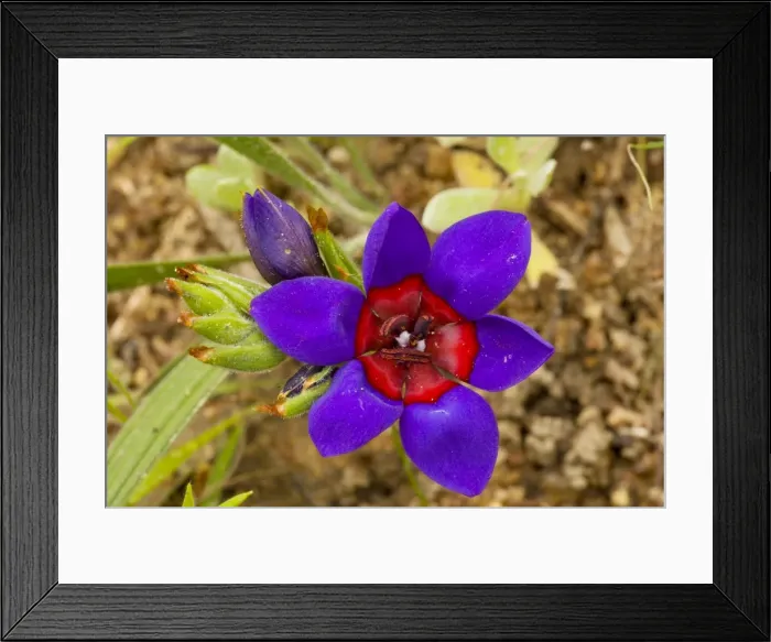 Framed Print : A rare iris-relative, wine cup (Babiana rubrocyanea) on renosterveld, West Cape, South Africa Framed Print : A rare iris-relative, wine cup (Babiana rubrocyanea) on renosterveld, West Cape, South Africa