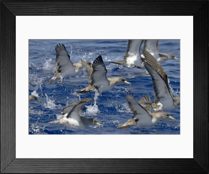 Framed Print : Cory's Shearwater - in flight - running on the sea for take off - Madeira - September Framed Print : Cory's Shearwater - in flight - running on the sea for take off - Madeira - September
