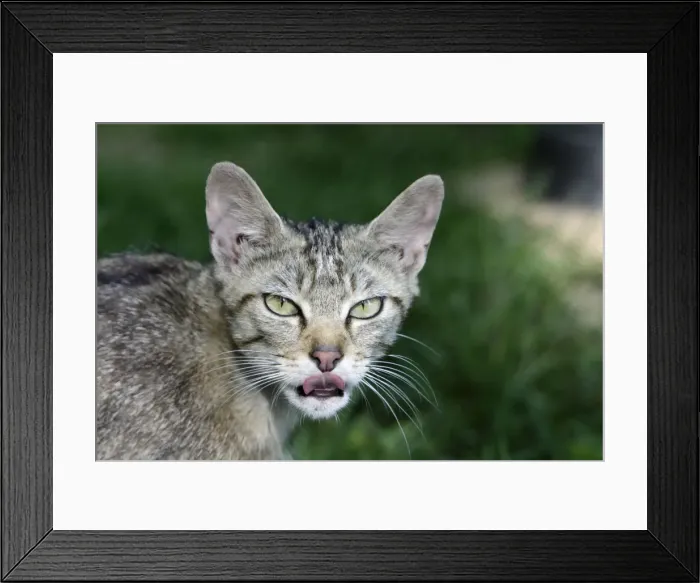 Framed Print : Wild Cat - portrait - Lower Saxony - Germany Framed Print : Wild Cat - portrait - Lower Saxony - Germany