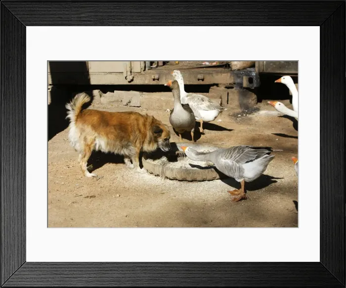 Framed Print : Dog & Geese Zambia, Africa Framed Print : Dog & Geese Zambia, Africa