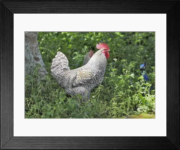 Framed Print : Black Bovine Era Cockrel Chimfunshi Wildlife Orphanage Zambia Africa Framed Print : Black Bovine Era Cockrel Chimfunshi Wildlife Orphanage Zambia Africa