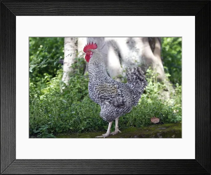 Framed Print : Cockrel Chimfushi, Zambia, Africa. Black Bovine Era Cockrel Framed Print : Cockrel Chimfushi, Zambia, Africa. Black Bovine Era Cockrel