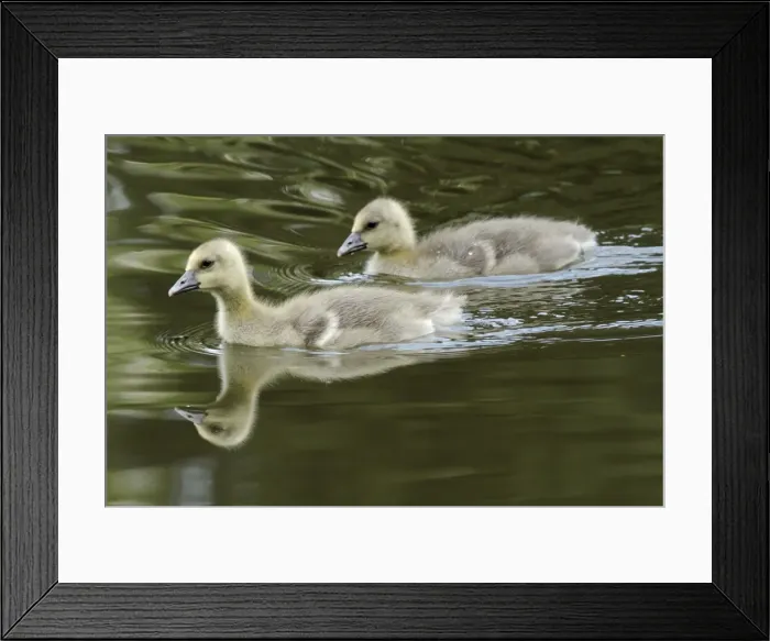 Framed Print : Greylag Goose - two goslings in lake - Hessen - Germany Framed Print : Greylag Goose - two goslings in lake - Hessen - Germany