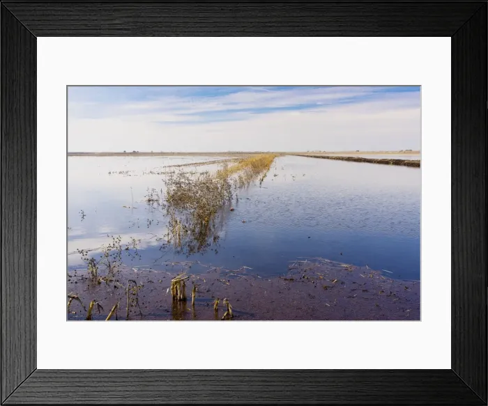 Framed Print : Maize (Corn) fields flooded in winter for Cranes, Swans and other birds, Staten Island, Sacramento Delta, north California Framed Print : Maize (Corn) fields flooded in winter for Cranes, Swans and other birds, Staten Island, Sacramento Delta, north California