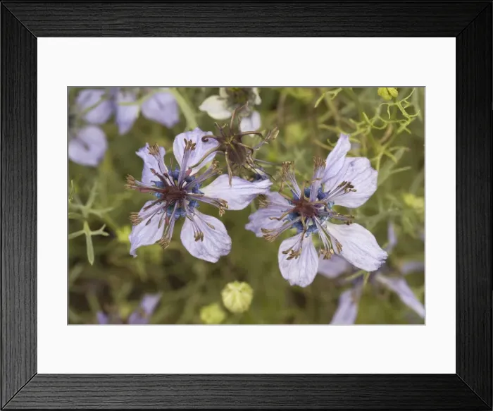 Framed Print : Spanish Love-in-a-mist (Nigella hispanica), Pyrenees Framed Print : Spanish Love-in-a-mist (Nigella hispanica), Pyrenees